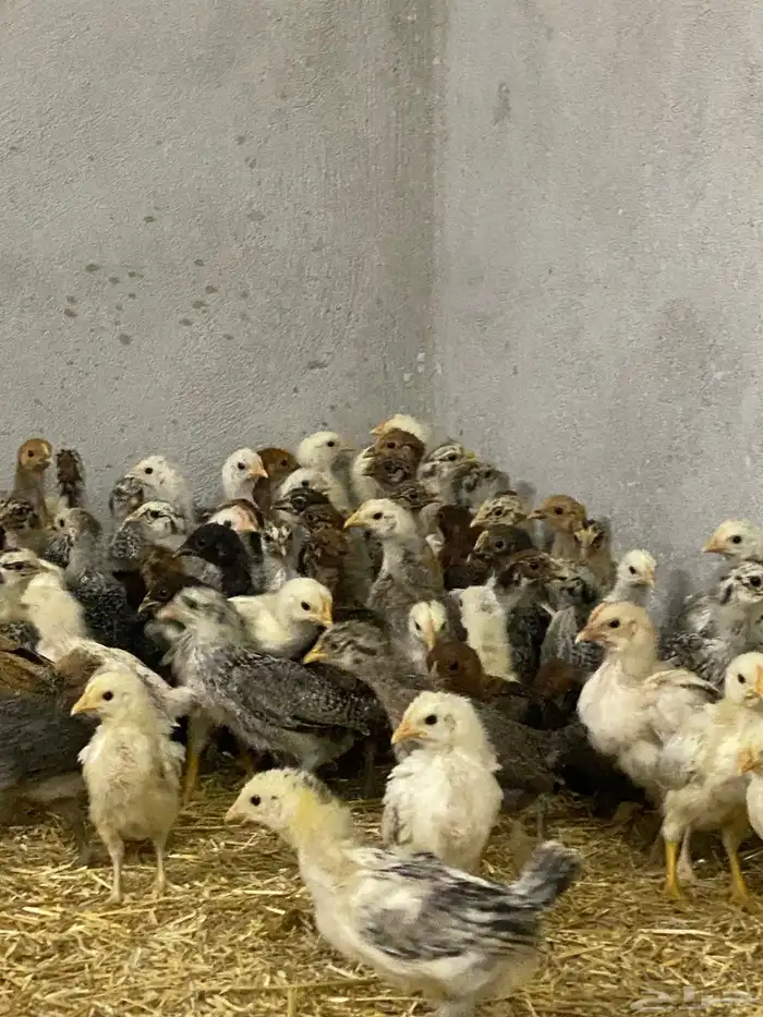 صيصان بلدي وفرنسي للبيع 5