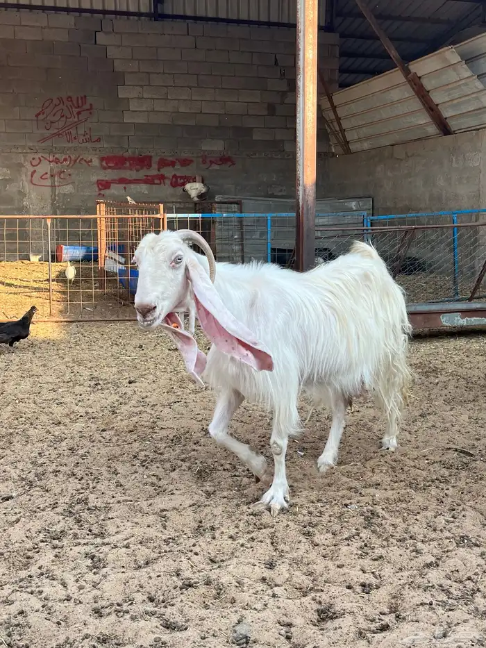 عنز مصريه بيضا 0