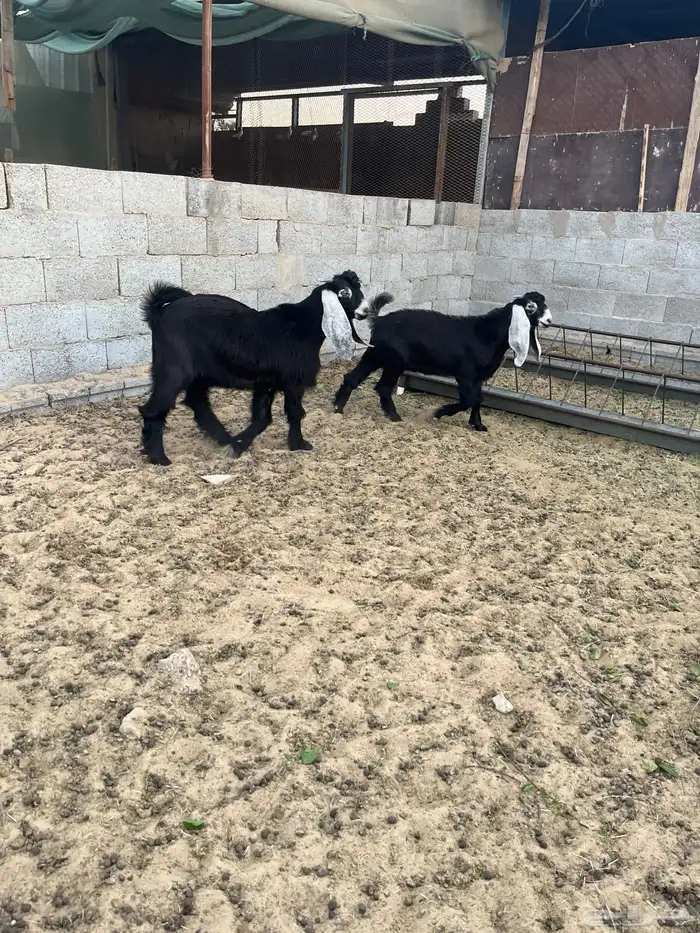 عدد2 تيوس عارضية طيبة للبيع 2