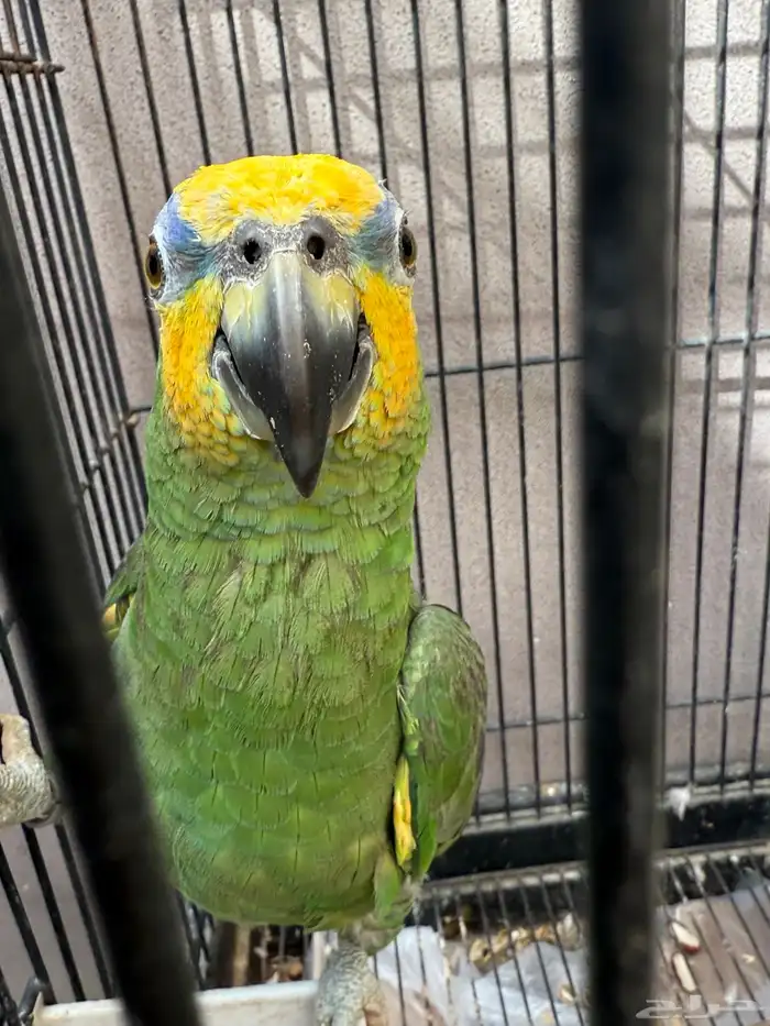 طيور للبيع 22