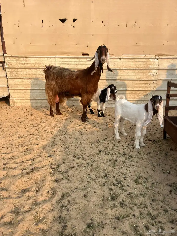 عنز رغوث للبيع 0