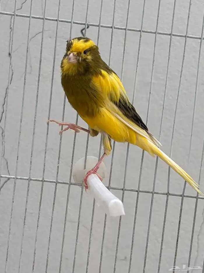 كناري جامبو 3