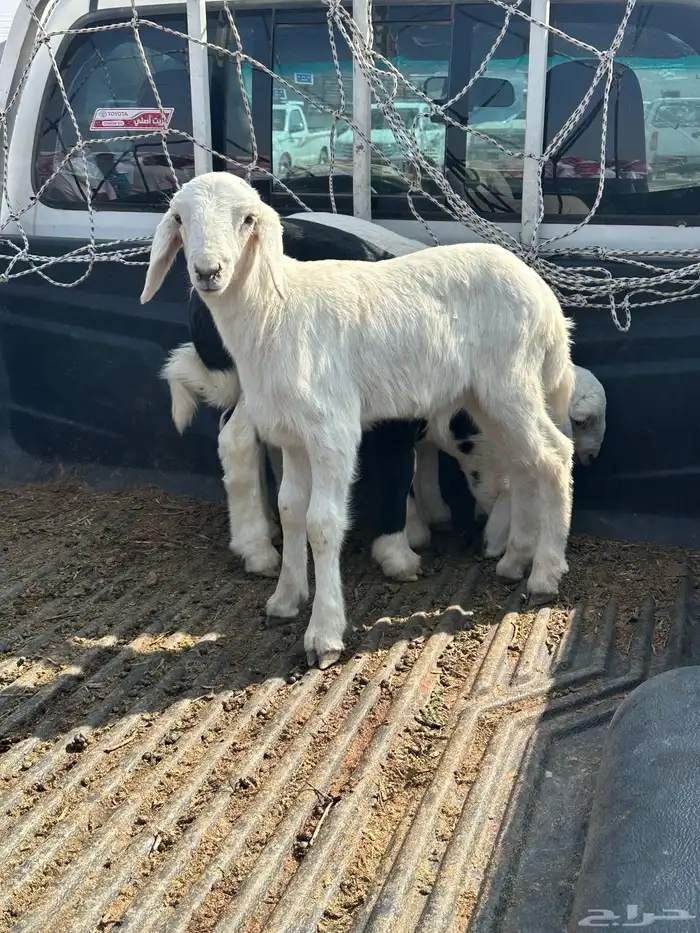 خرفان طيبه من مراح شرط صحه 1