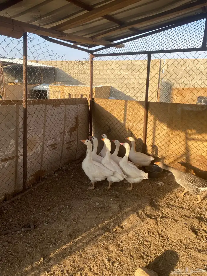 وز بلدي للبيع 7