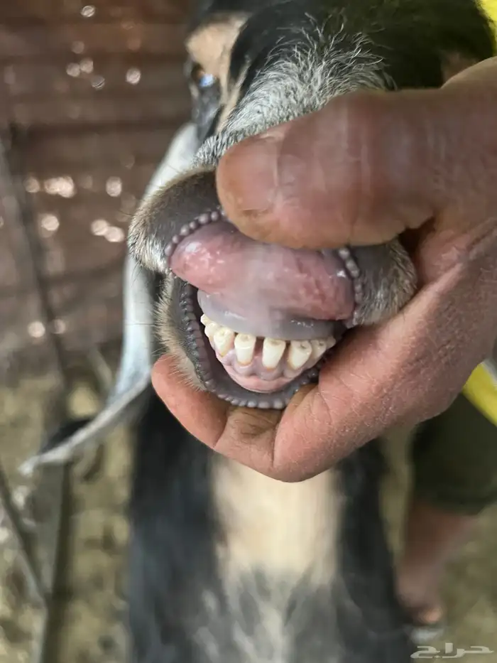 معزا صنف طيبه وجروم طيبه 15