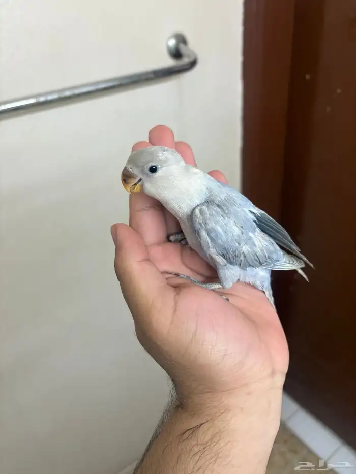 جوز روز منتج روعة 3