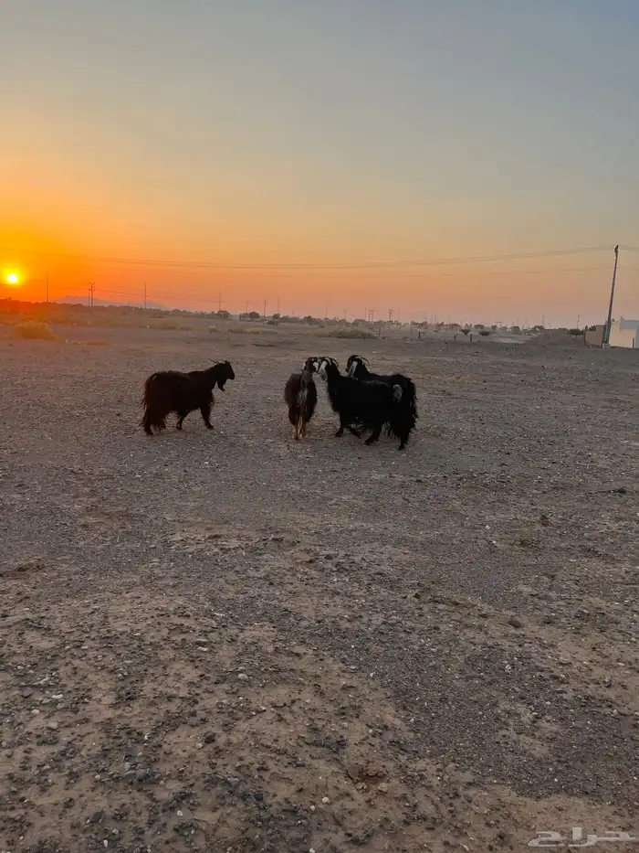 معزة عوارض العدد خمس 0