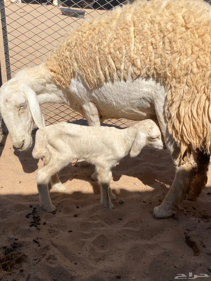 انتاج صنف الغاليات 0