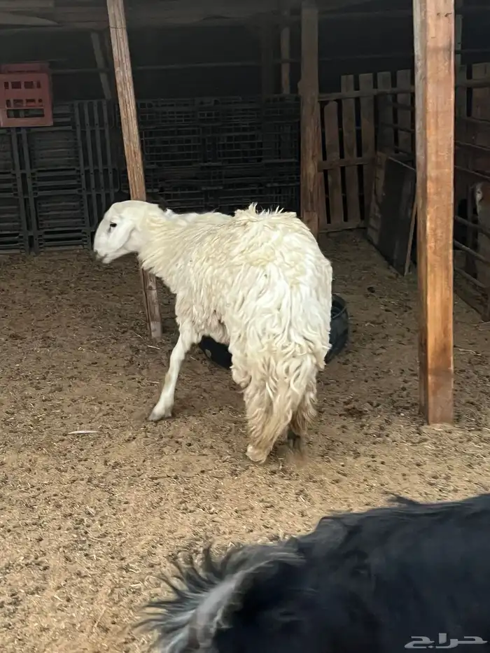 خروف اللبيع عمره جذع سمين 4