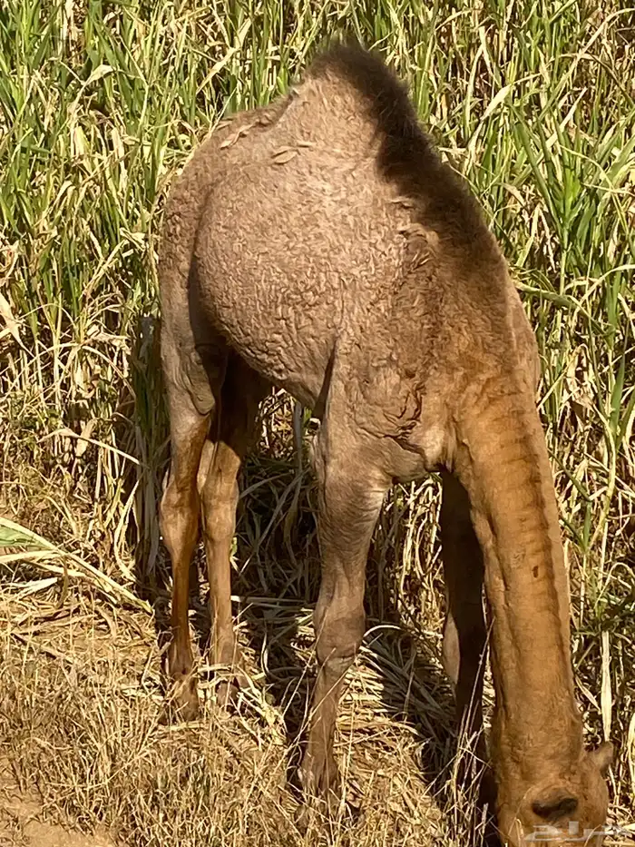 قعود. على الحليب والمرعى العمر سبعه شهور. للبيع 1