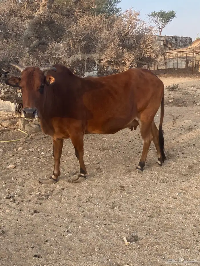 بقره للبيع 6