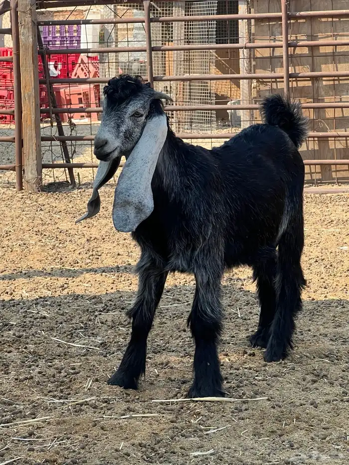 تيس 3 شهور لباني 1