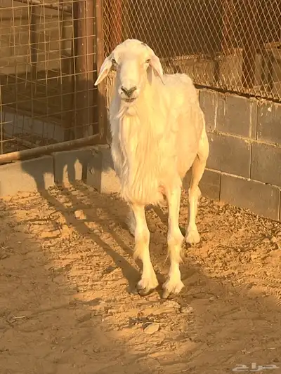 فحل جرى سديس ونعاج نجد index