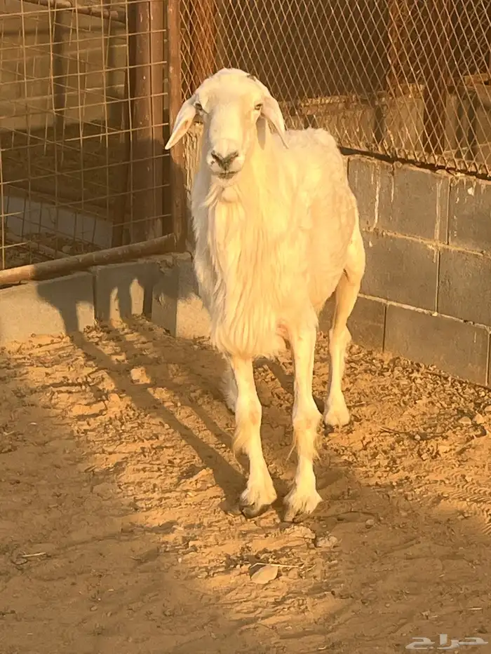 فحل جرى سديس ونعاج نجد 6