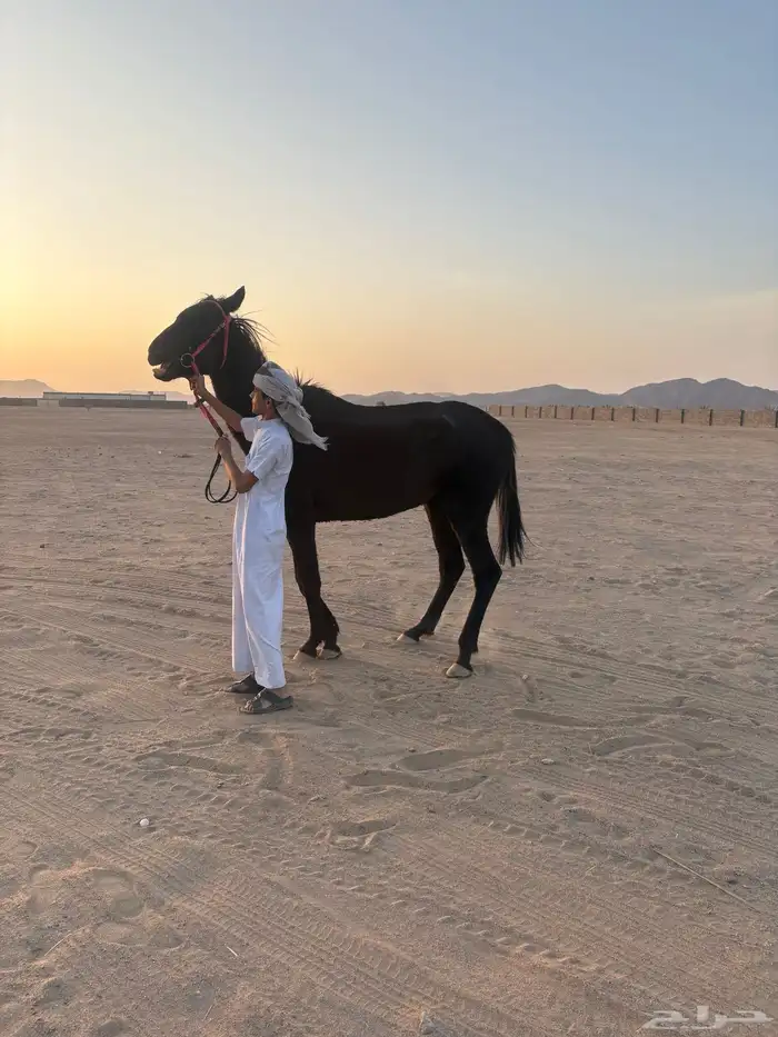 نجران الحصينيه سائلة غزال 3