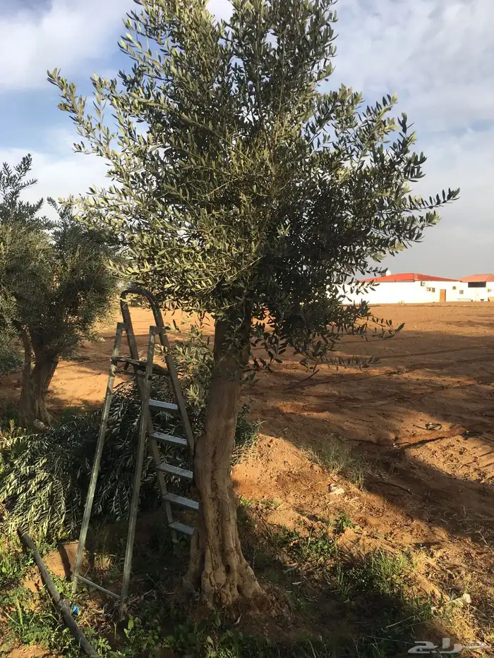 اشجار زيتون شجر زيتون معمر 13