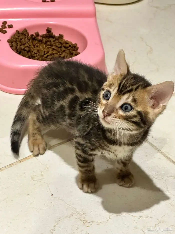 قطط بنغال للبيع مستويات قوية 1