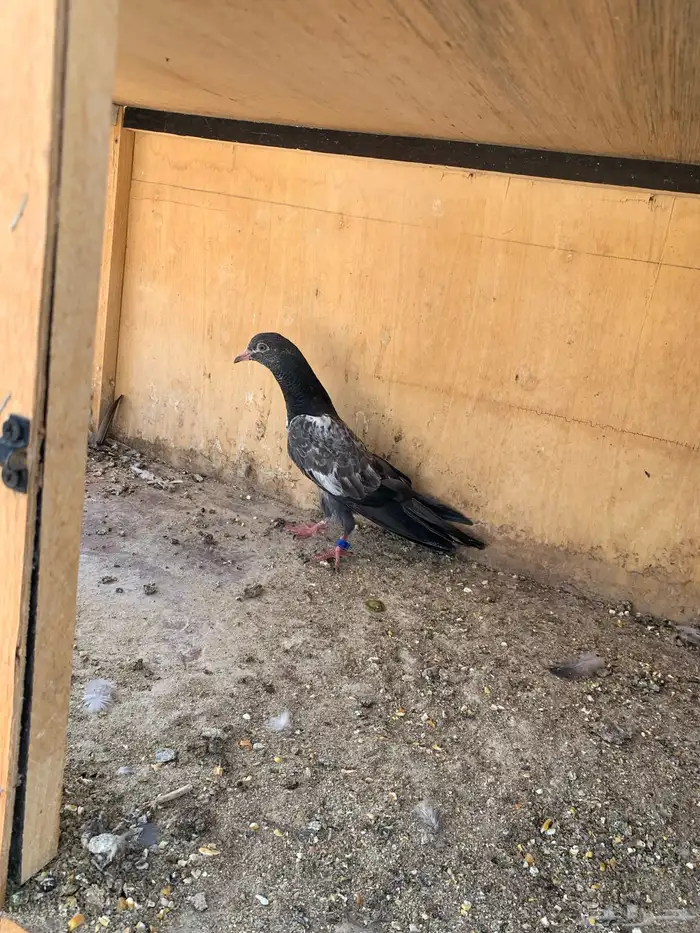 حمام بكستاني 7