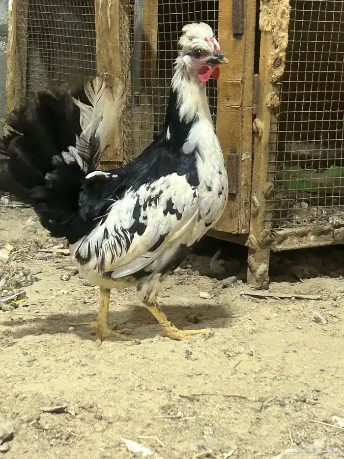 طقم دجاج بطريقي 2