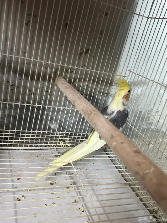 كروان ذكر للبيع 1