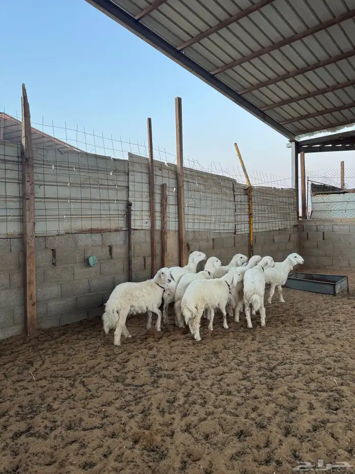 خرفان حريات فاخر 2