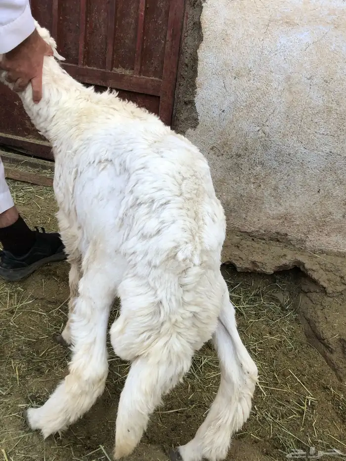 خروف نظيف ومن مراح طيب 3