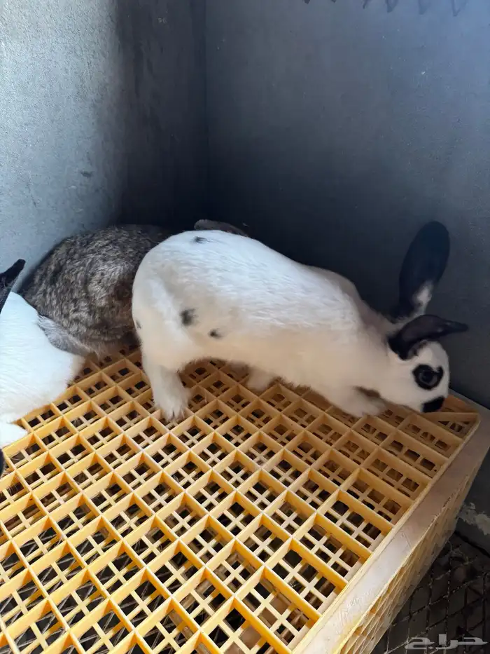 امهات ارانب للبيع 4