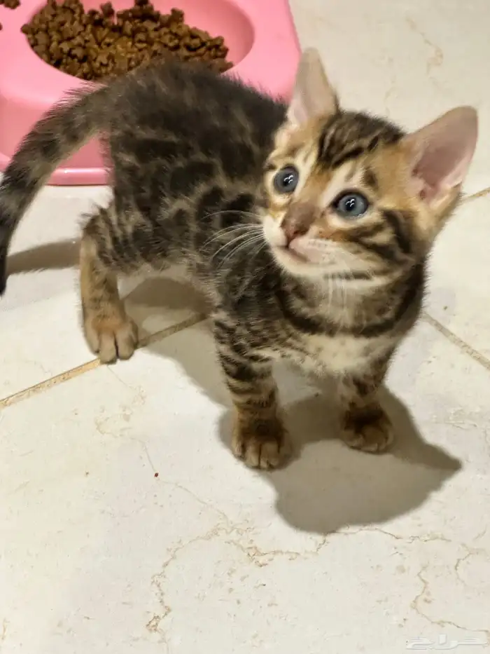 قطط بنغال للبيع مستويات قوية 2