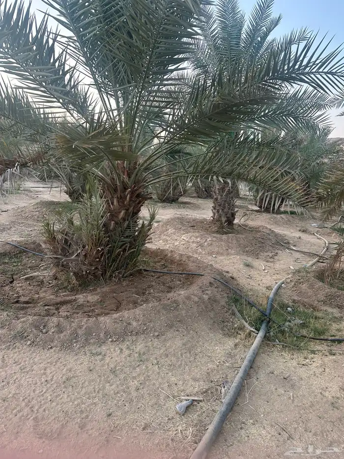 نخل مثمر نوايع 1