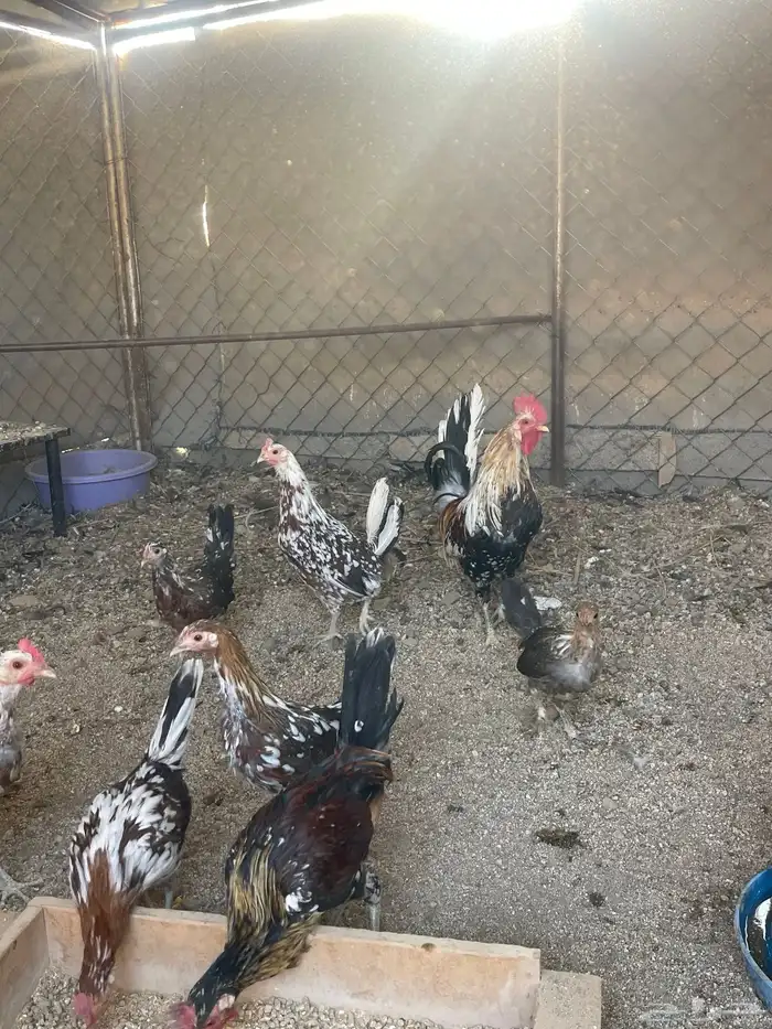 للبيع دجاج ماكنتوش حضان اصيل 0