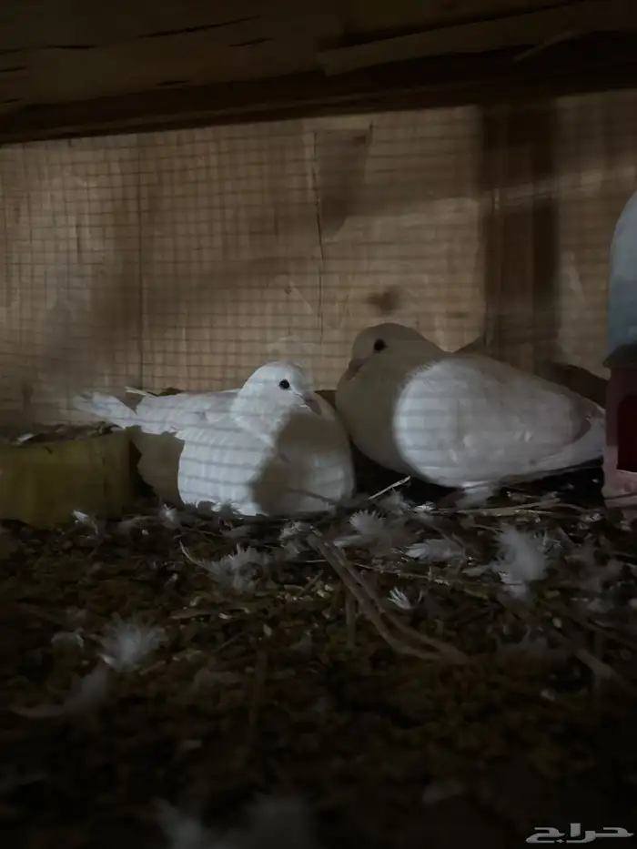 لواحم علا الشرط انتاج 1