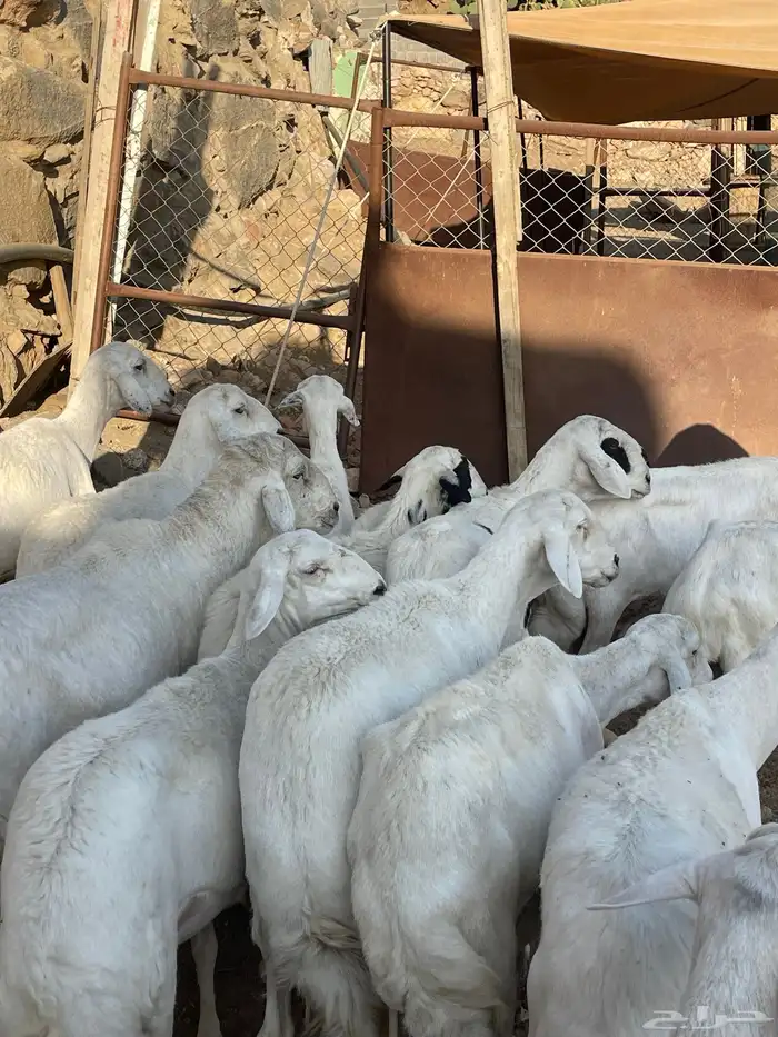 ضان دفع بفحلها شعره قصيره 5