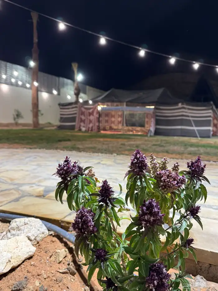 مخيم وشاليه قمراي للتاجير اليومي 25