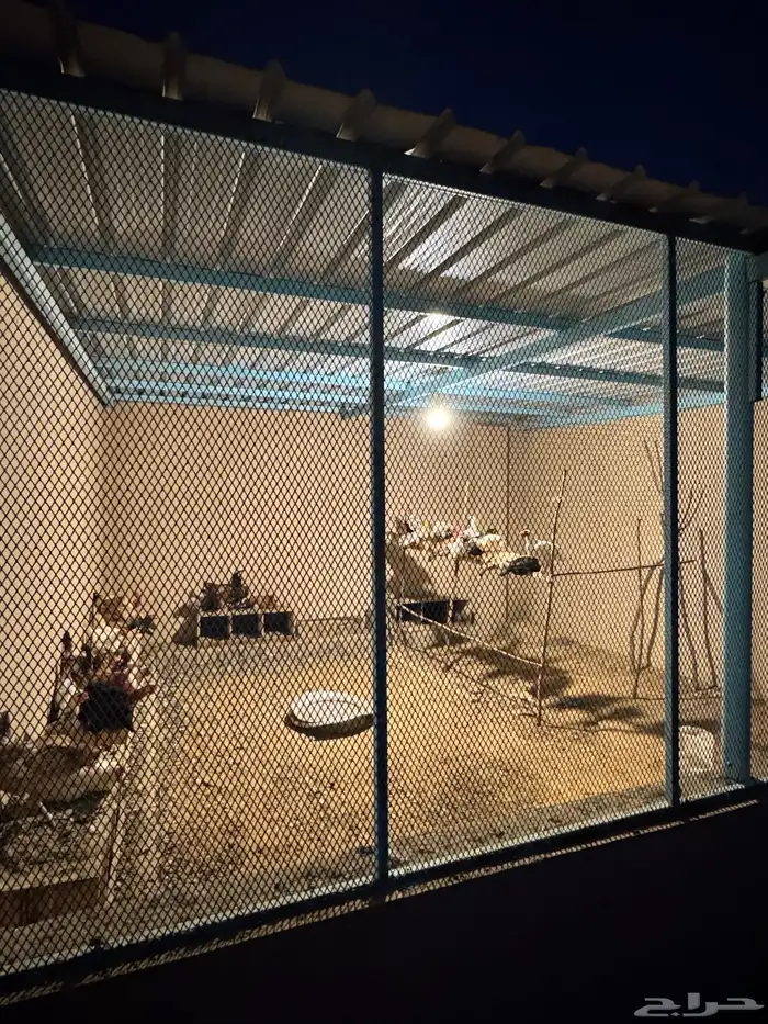 للبيع دجاج و ديكه 0