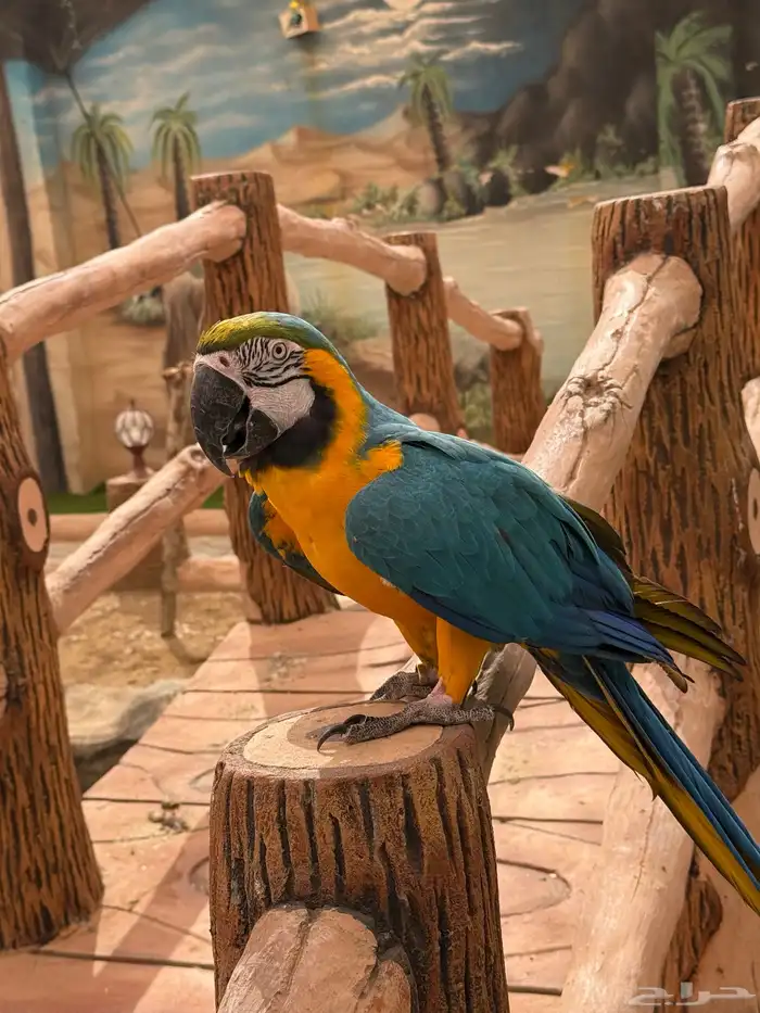 طيور للبيع 19