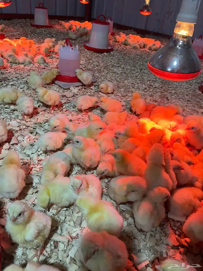 صوص لاحم روس 2