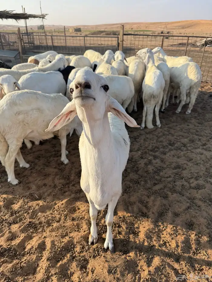 سواكن ذبايح مرابي 4