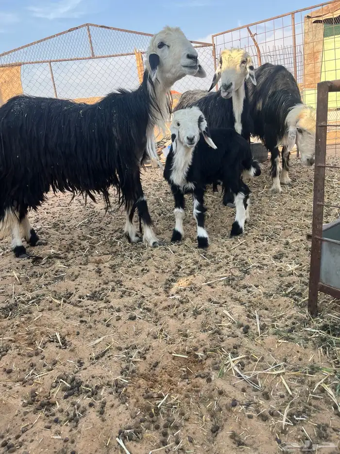 للبيع غنم مواليد ثنتين نجد والثالث الفحل 1