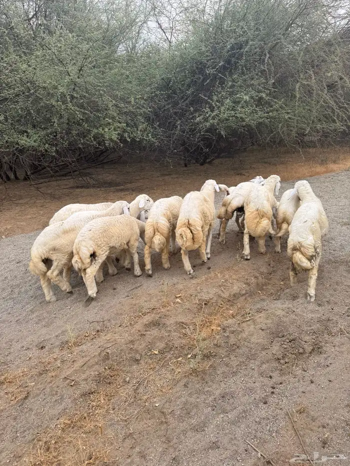 7 طليان فاخره 0