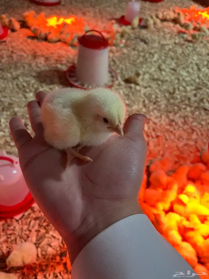 صوص لاحم روس 1