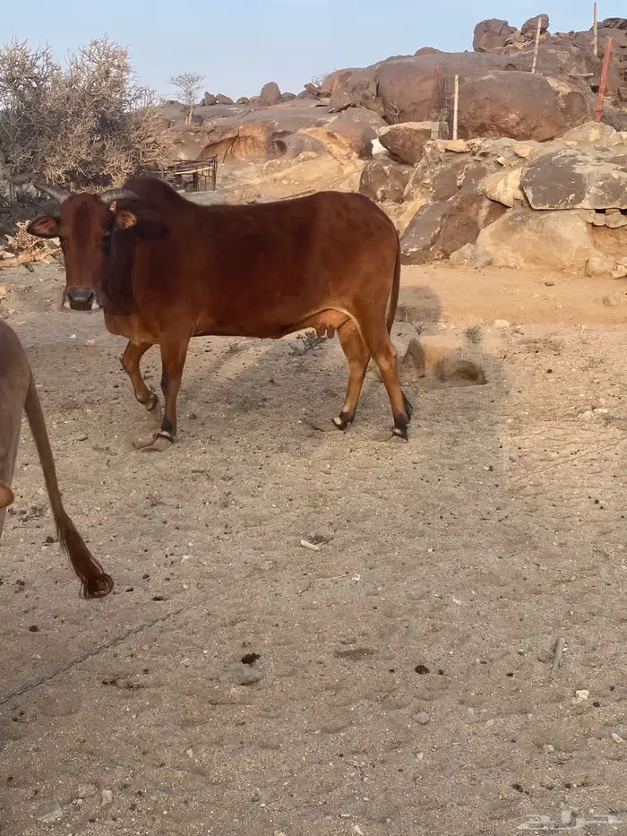 بقره للبيع 7