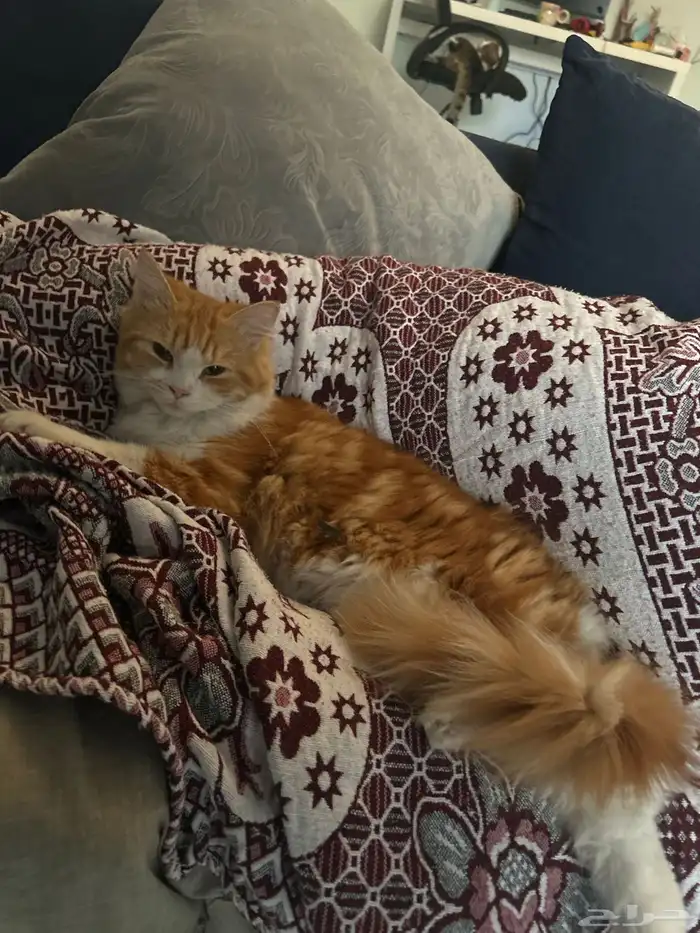 للتبني مستعجل  قط ذكر اليف جدا 3