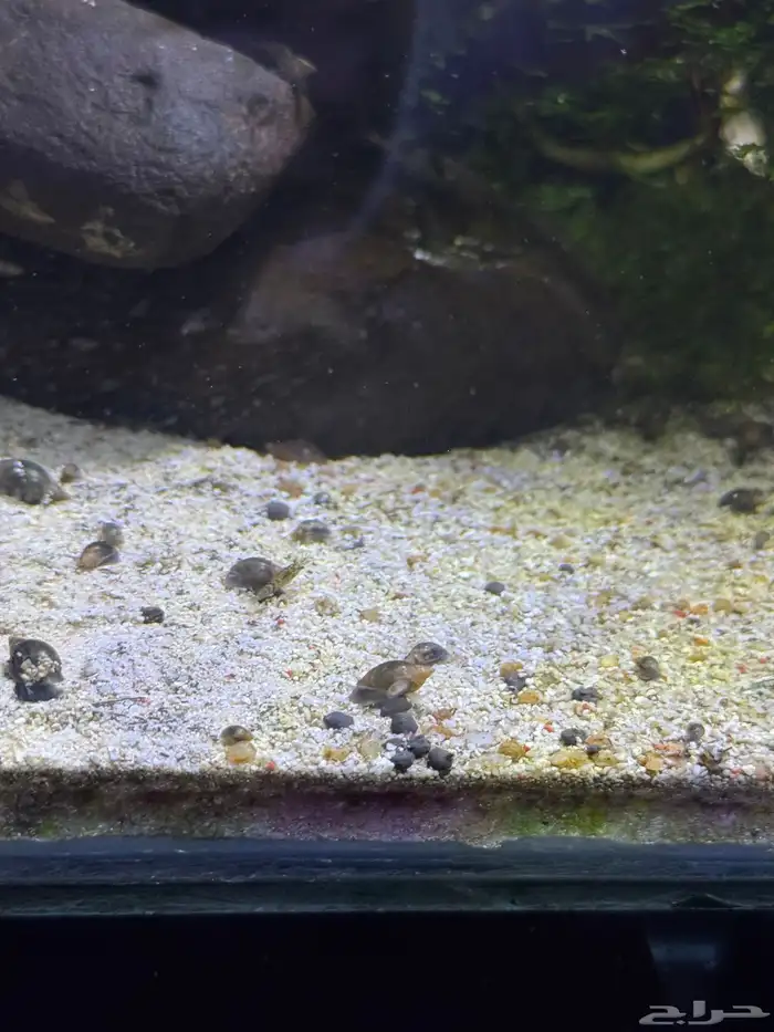 حلزون للبيع 1