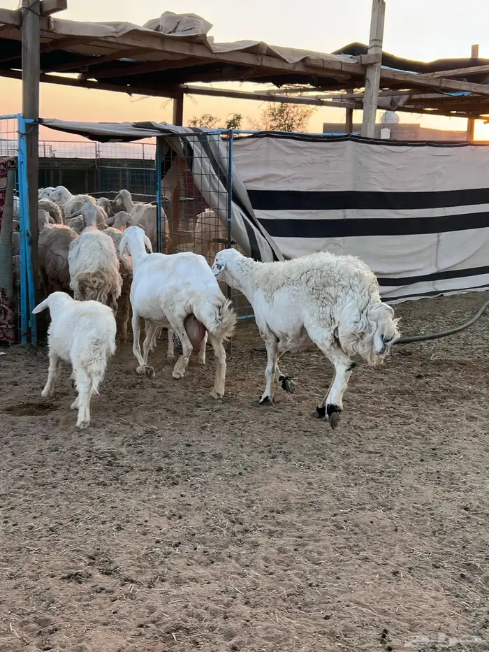 مراح حريات مواليد ولد 26