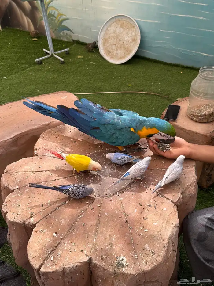 طيور للبيع 25