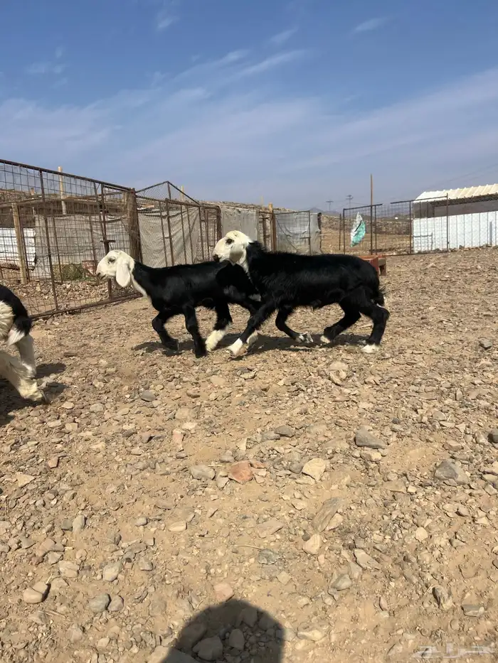 طليان نجد ذبايح 4