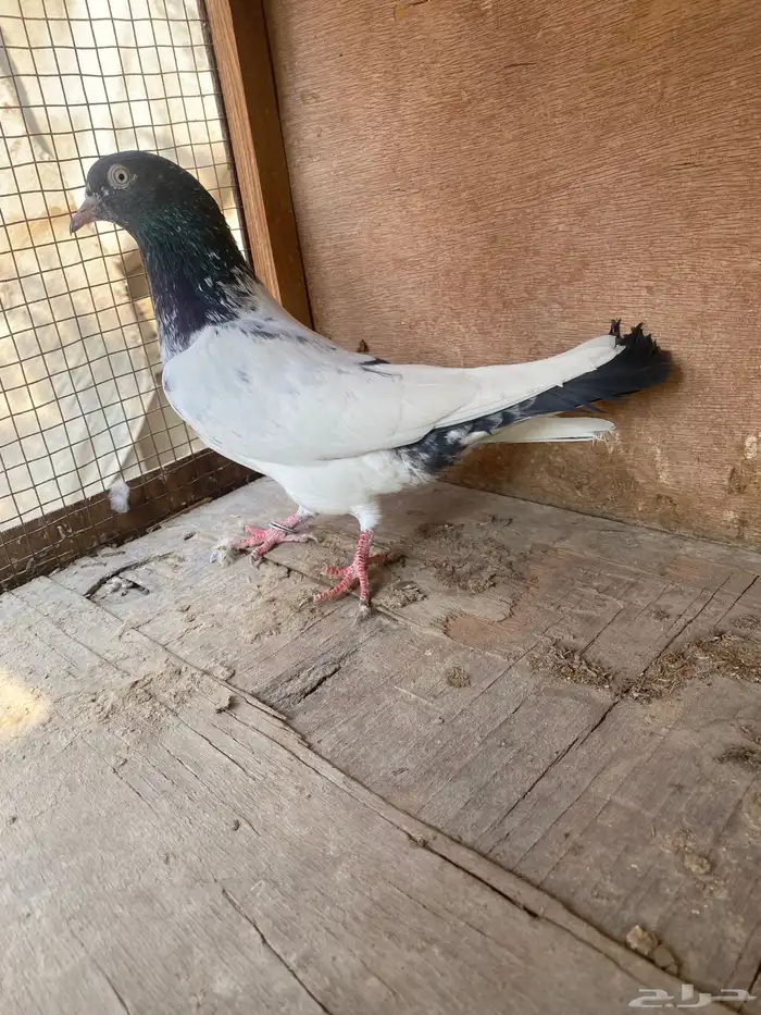 حمام بكستاني 1