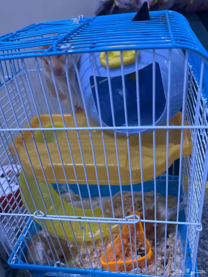 3 هامستر للتبني مجانا 1