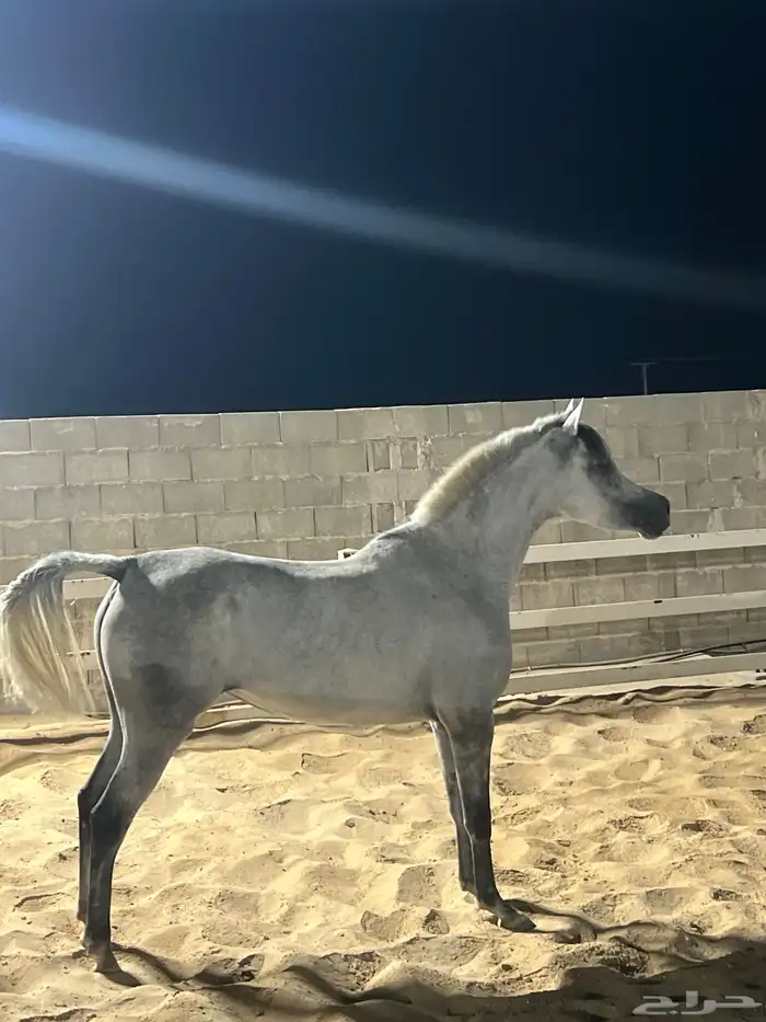 فرس شعبية جميلة فاخرة تبارك الرحمان 1