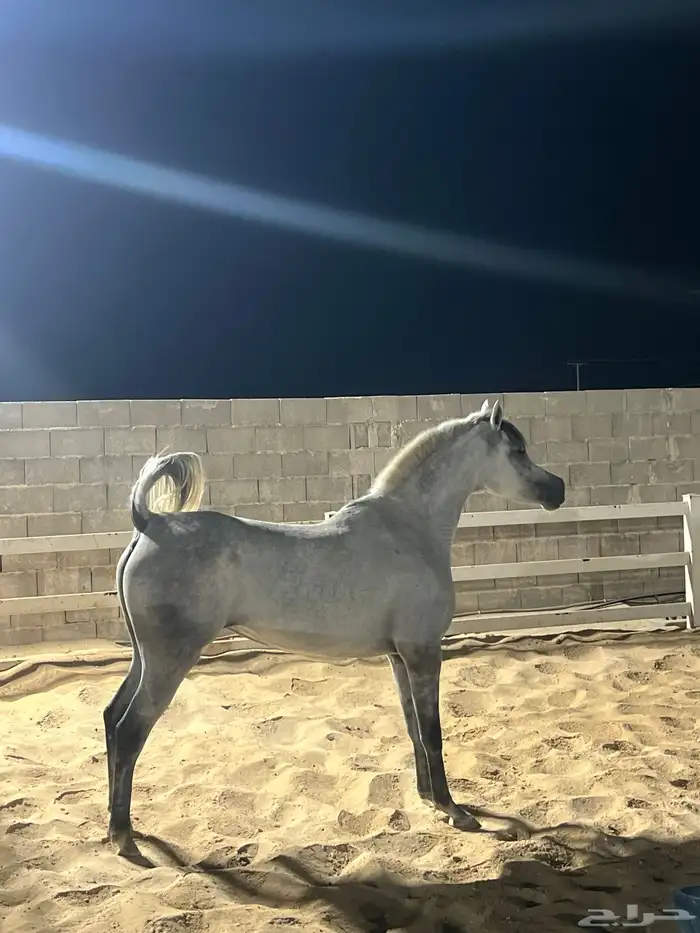 فرس شعبية جميلة فاخرة تبارك الرحمان 0